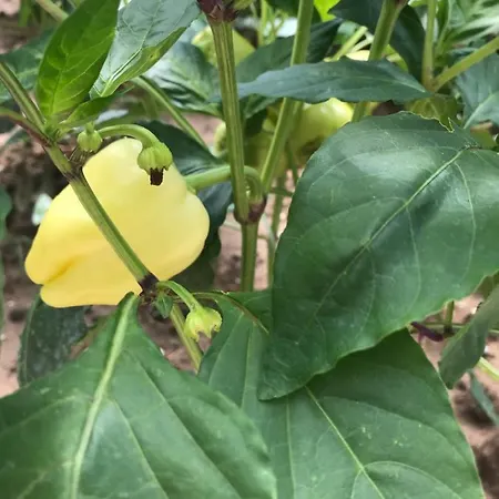 Bujtina Flowers