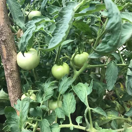 Vendégház Bujtina Flowers