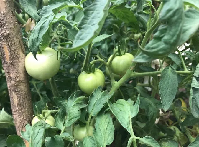 Πανσιόν Bujtina Flowers